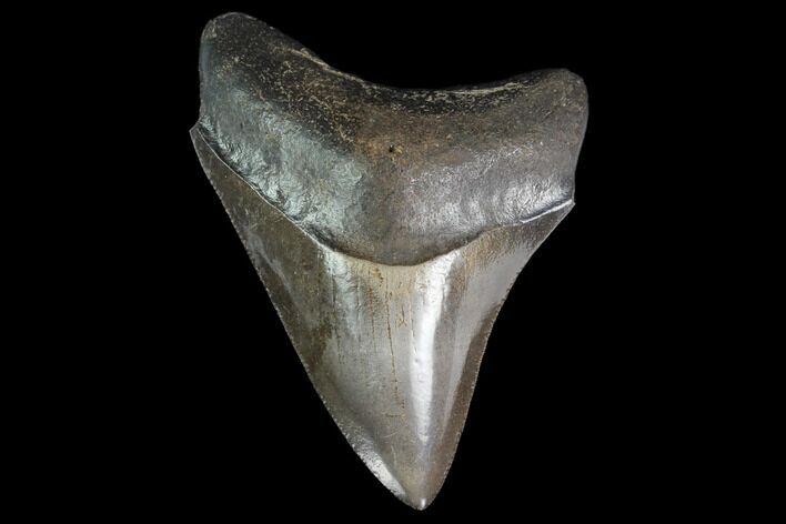 Serrated, Juvenile Megalodon Tooth - Georgia #142341
